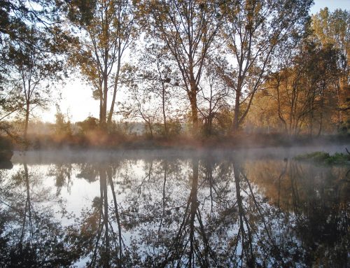 The river bank