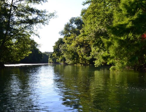 The river bank