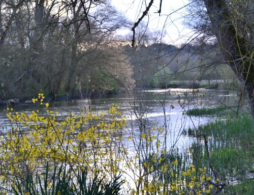 The river bank